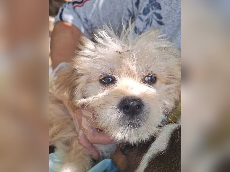 ⭐️LAURI⭐️, Zuckerschnute, Hündin, 6 Monate, im Wachstum, Mischling, Tierschutz