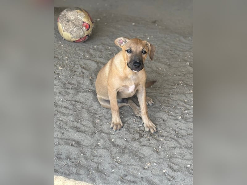 Fura- dieser süßer Hundebub sucht seine Leute