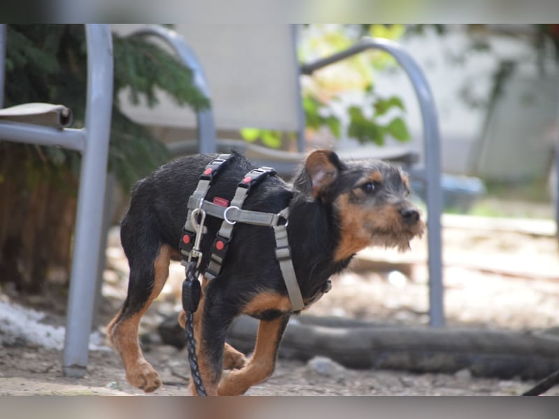 Debby - mag alles und jeden und möchte die Welt umarmen