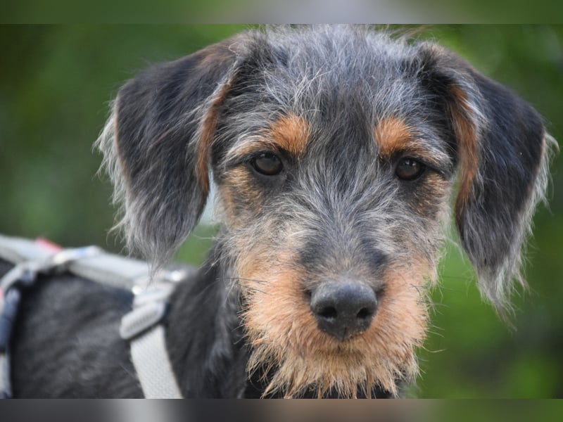 Debby - mag alles und jeden und möchte die Welt umarmen