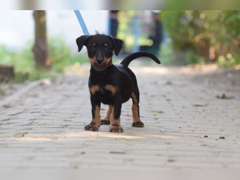 Princess - bereit neues zu entdecken, liebt es zu kuscheln