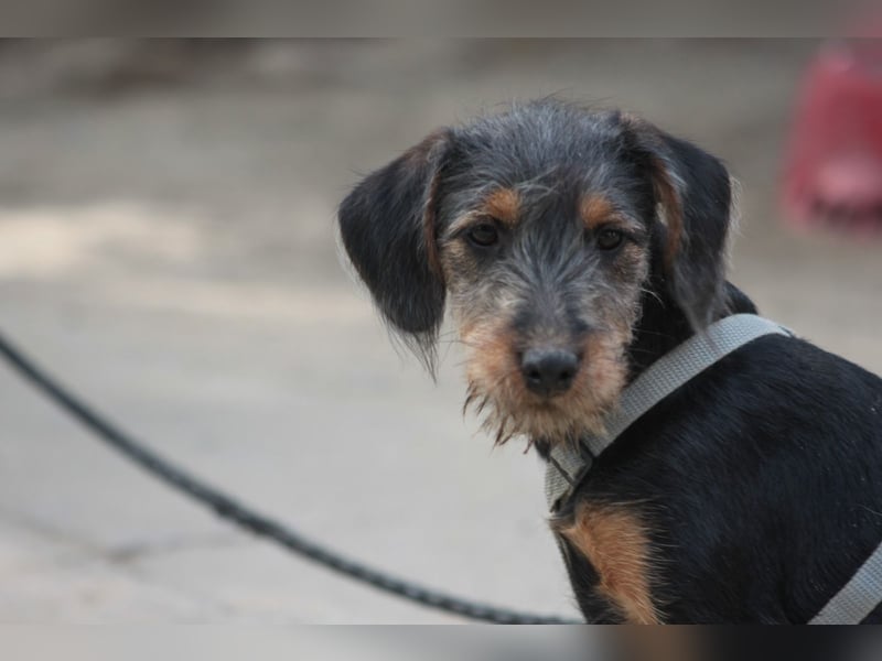 Debby - mag alles und jeden und möchte die Welt umarmen