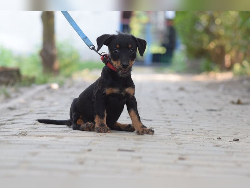 Princess - bereit neues zu entdecken, liebt es zu kuscheln