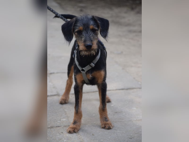 Debby - mag alles und jeden und möchte die Welt umarmen