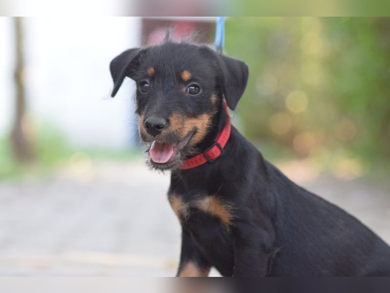 Princess - bereit neues zu entdecken, liebt es zu kuscheln