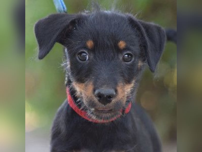 Princess - bereit neues zu entdecken, liebt es zu kuscheln