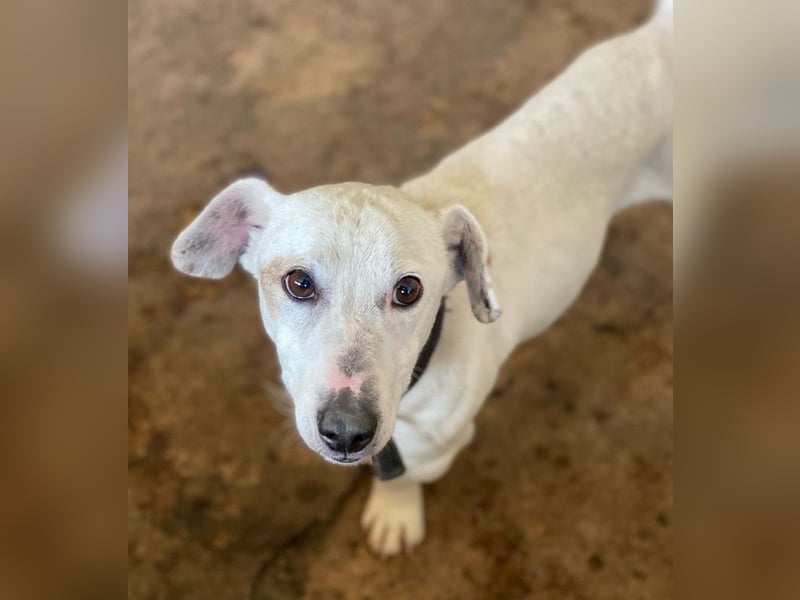 Josef, geb. ca. 10/2023, lebt in GRIECHENLAND, auf einer privaten Pflegestelle