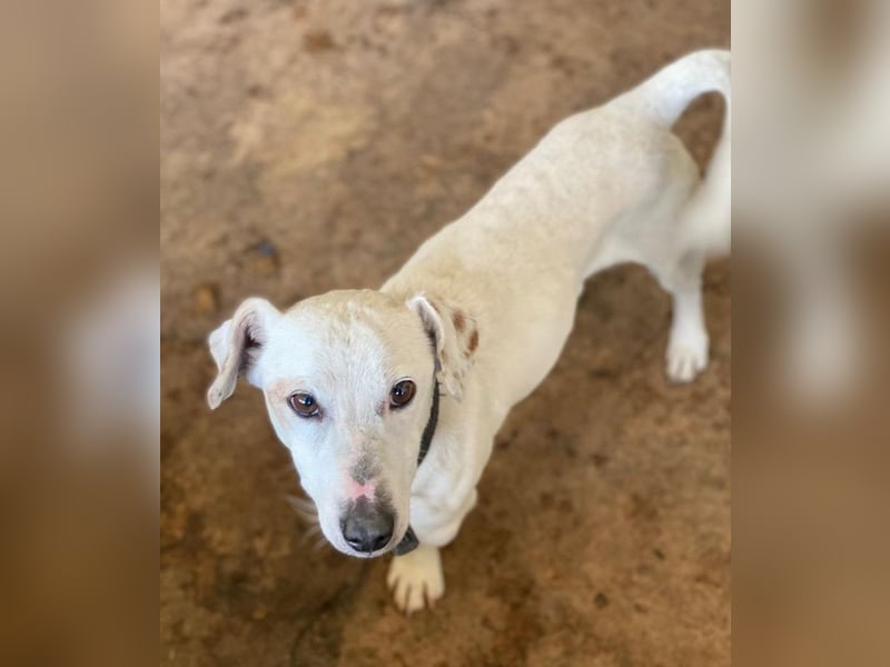 Josef, geb. ca. 10/2023, lebt in GRIECHENLAND, auf einer privaten Pflegestelle