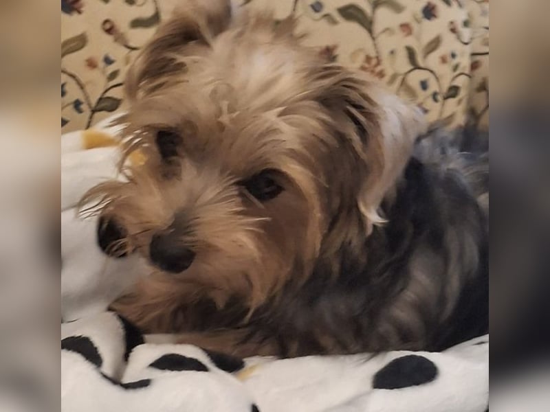 Aveline, geb. ca. 10/2021, lebt in GRIECHENLAND, auf einer privaten Pflegestelle Aveline, geb. ca. 10/2021, lebt in GRIECHENLAND, auf einer privaten Pflegestelle