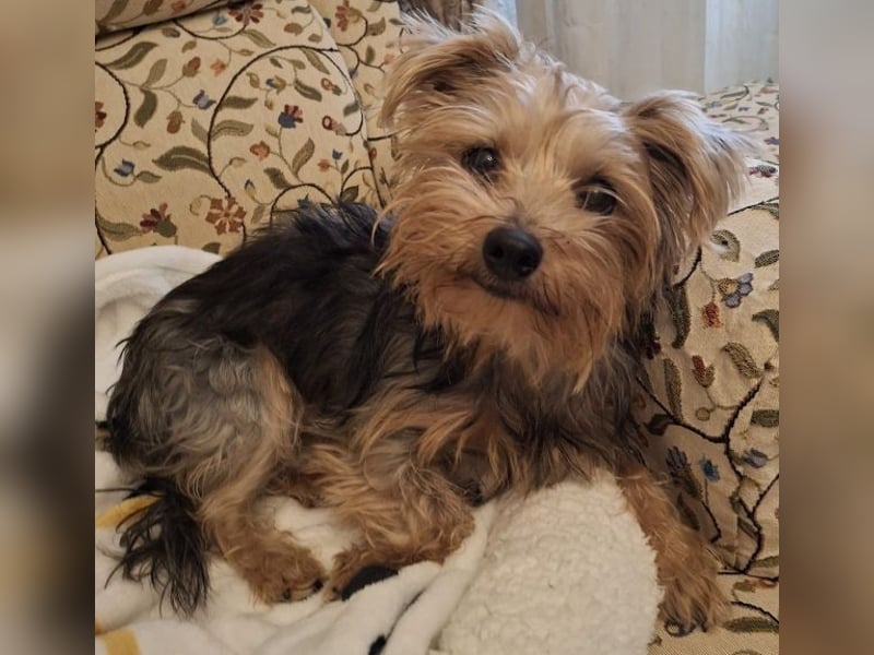 Aveline, geb. ca. 10/2021, lebt in GRIECHENLAND, auf einer privaten Pflegestelle Aveline, geb. ca. 10/2021, lebt in GRIECHENLAND, auf einer privaten Pflegestelle