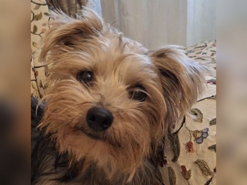 Aveline, geb. ca. 10/2021, lebt in GRIECHENLAND, auf einer privaten Pflegestelle Aveline, geb. ca. 10/2021, lebt in GRIECHENLAND, auf einer privaten Pflegestelle