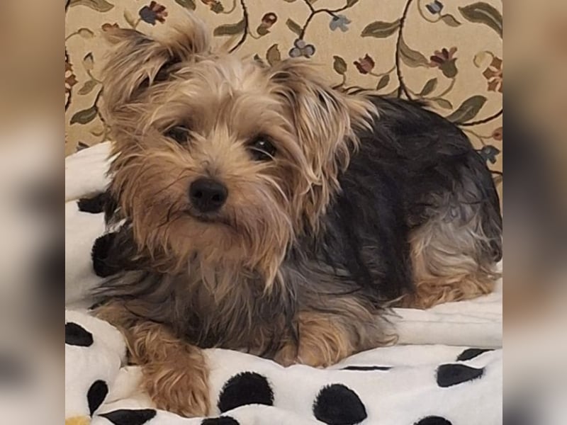 Aveline, geb. ca. 10/2021, lebt in GRIECHENLAND, auf einer privaten Pflegestelle Aveline, geb. ca. 10/2021, lebt in GRIECHENLAND, auf einer privaten Pflegestelle