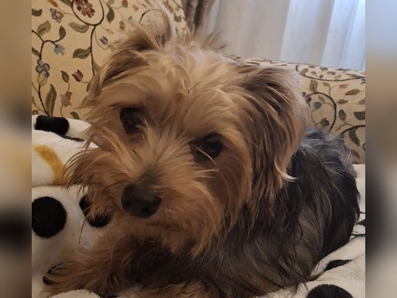 Aveline, geb. ca. 10/2021, lebt in GRIECHENLAND, auf einer privaten Pflegestelle Aveline, geb. ca. 10/2021, lebt in GRIECHENLAND, auf einer privaten Pflegestelle