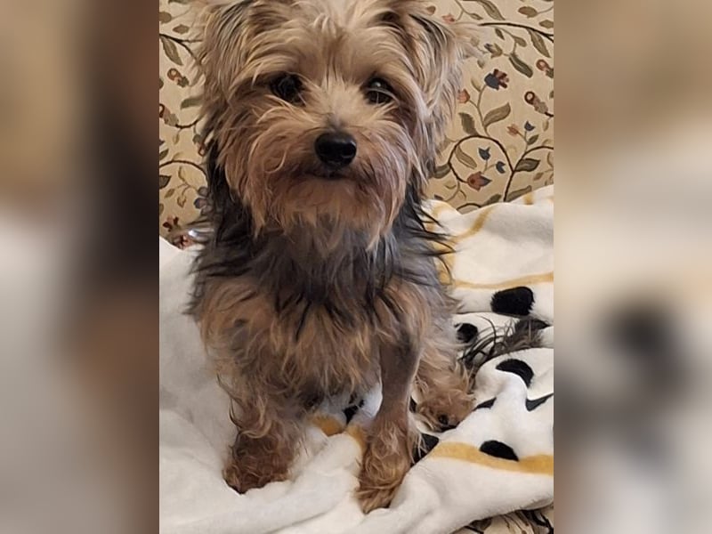 Aveline, geb. ca. 10/2021, lebt in GRIECHENLAND, auf einer privaten Pflegestelle Aveline, geb. ca. 10/2021, lebt in GRIECHENLAND, auf einer privaten Pflegestelle