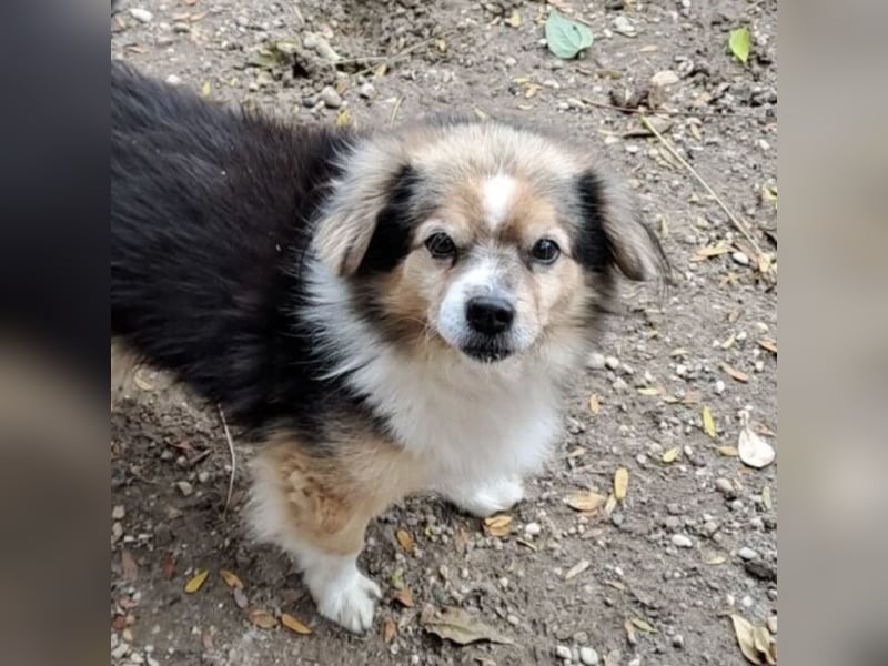 GOMBOC SUCHT LIEBEVOLLES ZUHAUSE GOMBOC SUCHT LIEBEVOLLES ZUHAUSE