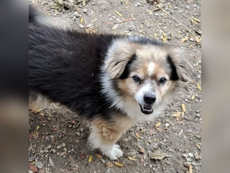 GOMBOC SUCHT LIEBEVOLLES ZUHAUSE GOMBOC SUCHT LIEBEVOLLES ZUHAUSE