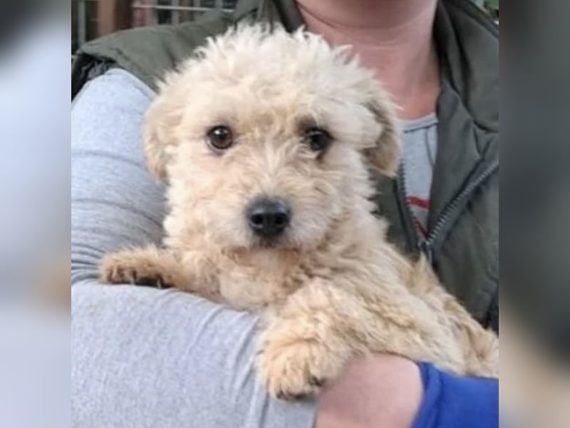 SACKA - SUCHT GEBORGENHEIT