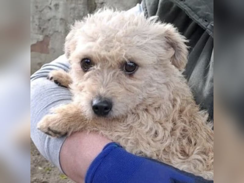 SACKA - SUCHT GEBORGENHEIT