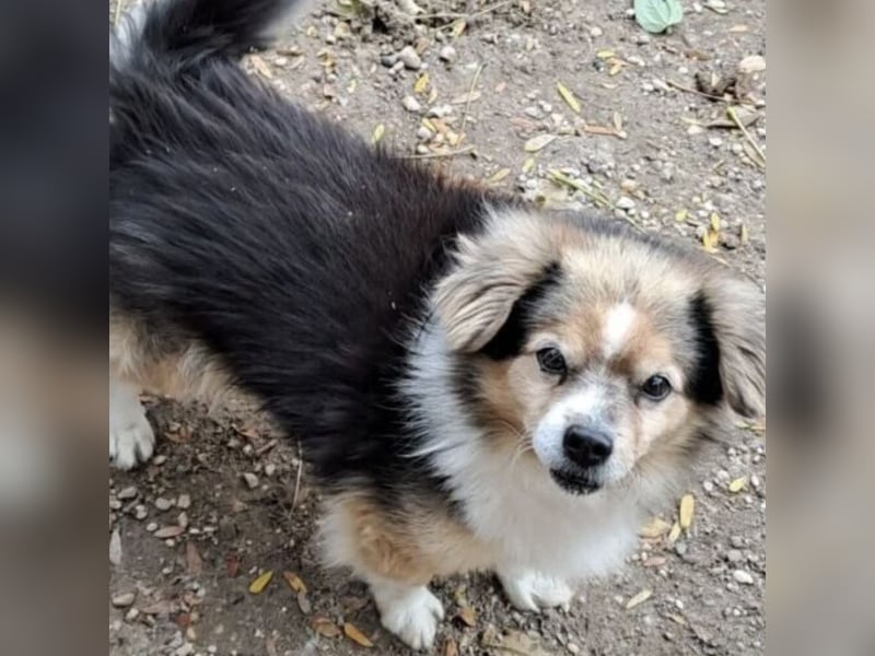 GOMBOC SUCHT LIEBEVOLLES ZUHAUSE GOMBOC SUCHT LIEBEVOLLES ZUHAUSE