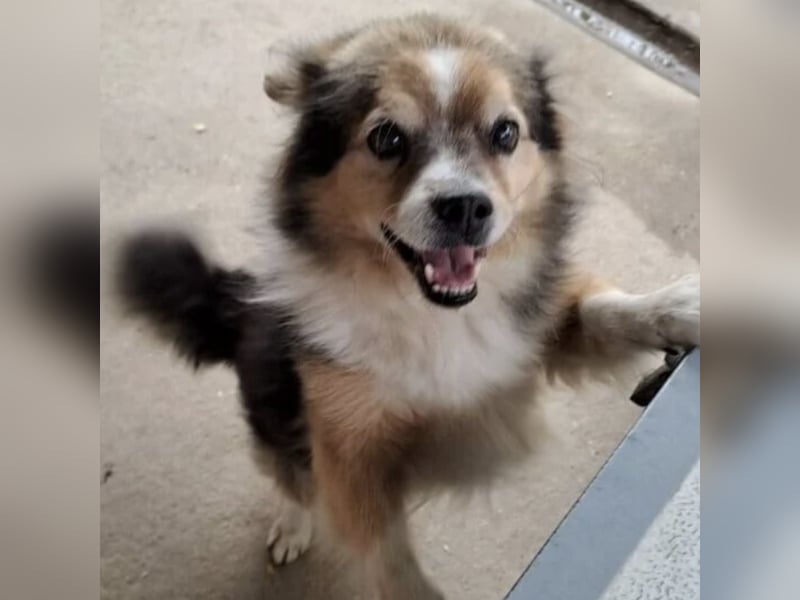 GOMBOC SUCHT LIEBEVOLLES ZUHAUSE GOMBOC SUCHT LIEBEVOLLES ZUHAUSE