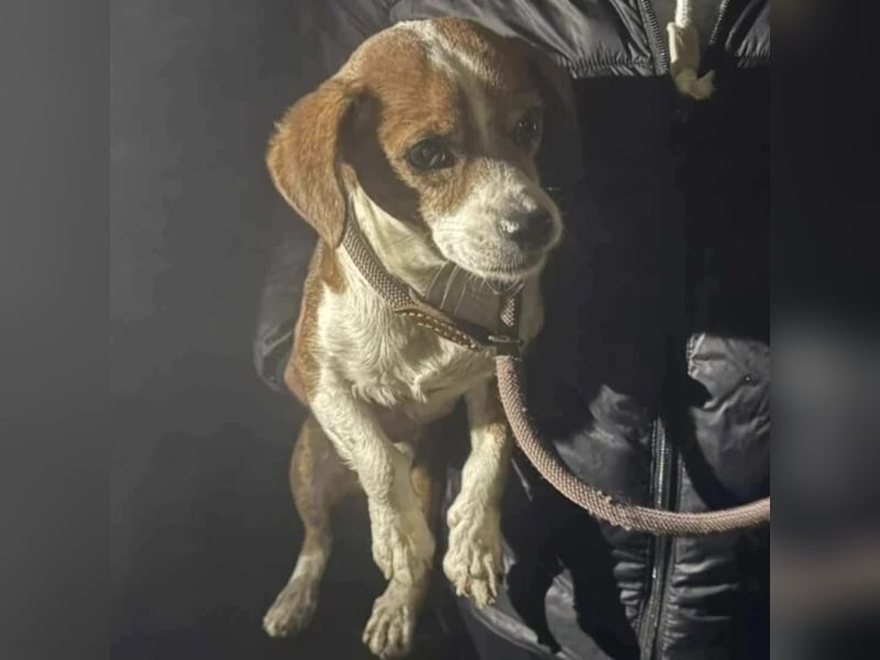 FLODI LIEB UND FREUNDLICH FLODI LIEB UND FREUNDLICH