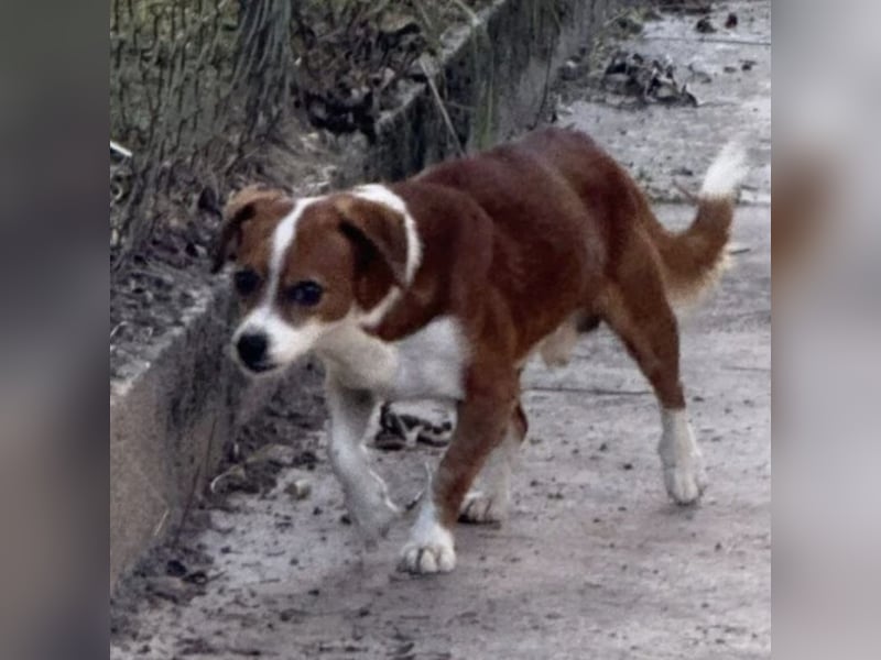 FLODI LIEB UND FREUNDLICH FLODI LIEB UND FREUNDLICH