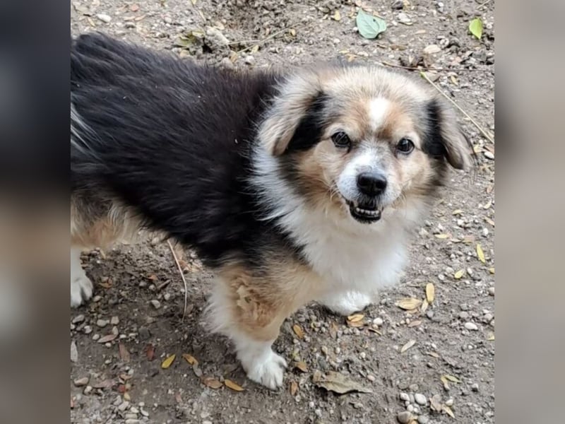 GOMBOC SUCHT LIEBEVOLLES ZUHAUSE GOMBOC SUCHT LIEBEVOLLES ZUHAUSE