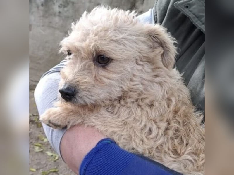 SACKA - SUCHT GEBORGENHEIT