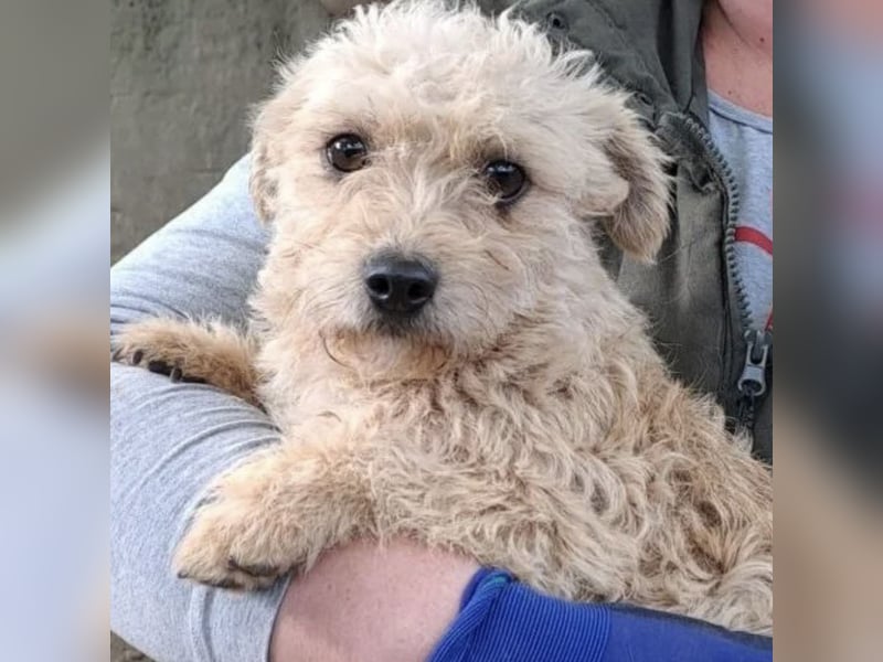 SACKA - SUCHT GEBORGENHEIT