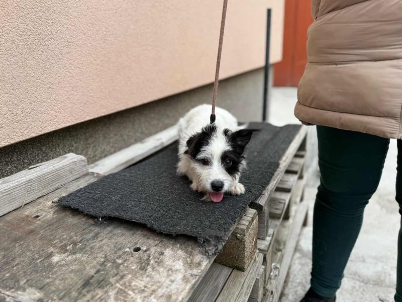 Lulu, geboren 10.04.2024, 27cm sucht ihr Körbchen