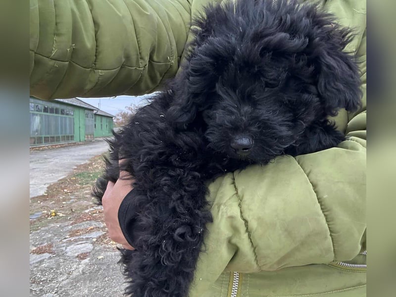 Luca, geboren 04.09.2025, 20cm sucht ihr Körbchen