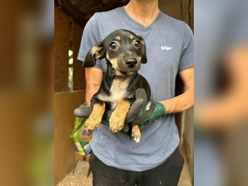 Donna, geboren 02.07.2025 sucht tierliebe Menschen