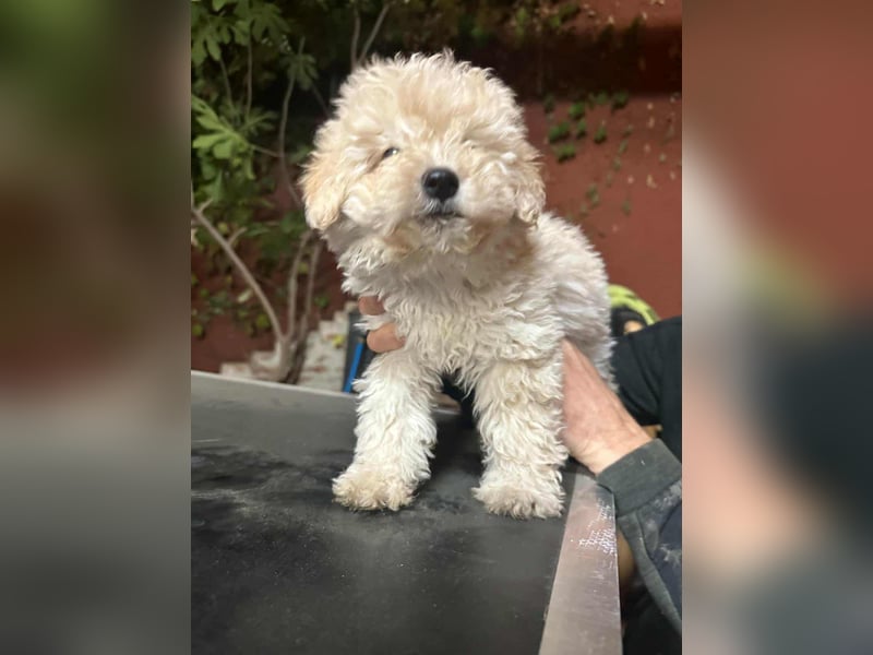Teddy, geboren 04.09.2025, 20cm sucht sein Körbchen