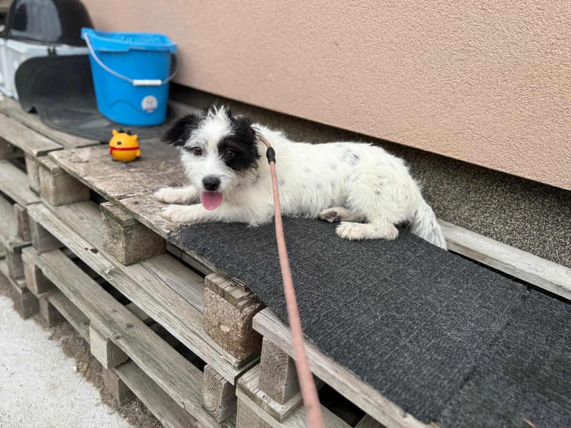 Lulu, geboren 10.04.2024, 27cm sucht ihr Körbchen