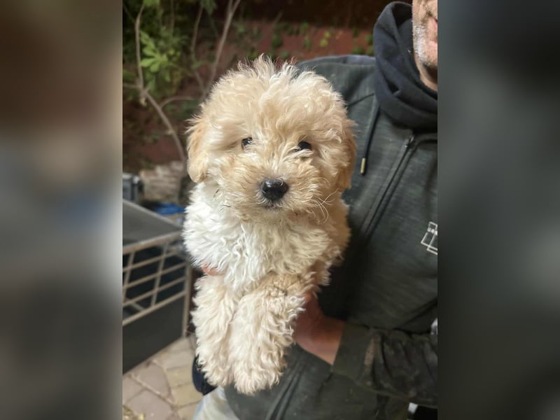 Teddy, geboren 04.09.2025, 20cm sucht sein Körbchen