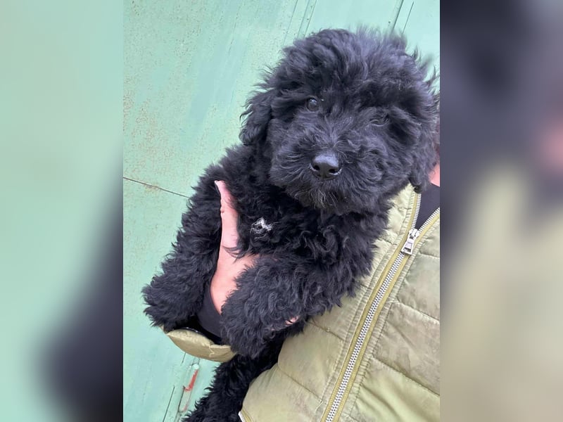 Cooper, geboren 04.09.2025, 20cm sucht seine Menschen