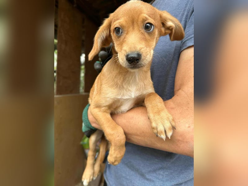 Dennis, geboren 02.07.2025 sucht seine Chance