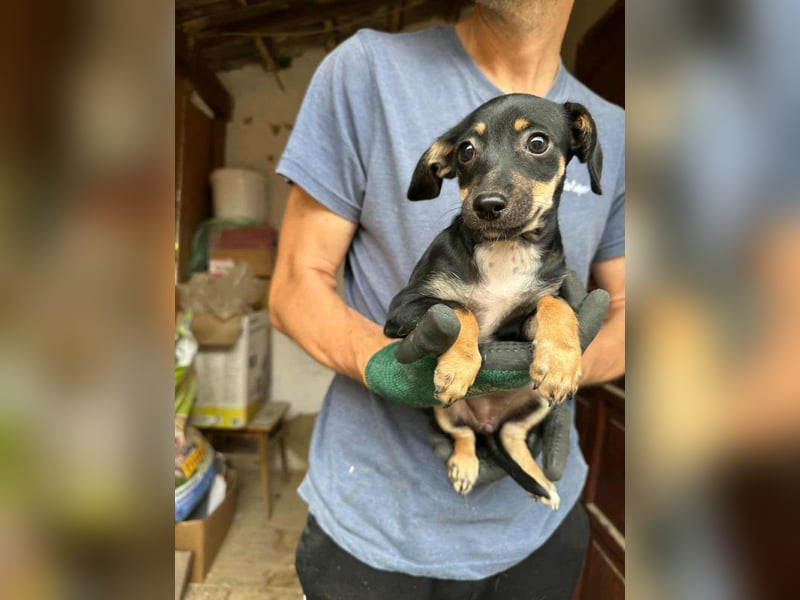 Donna, geboren 02.07.2025 sucht tierliebe Menschen