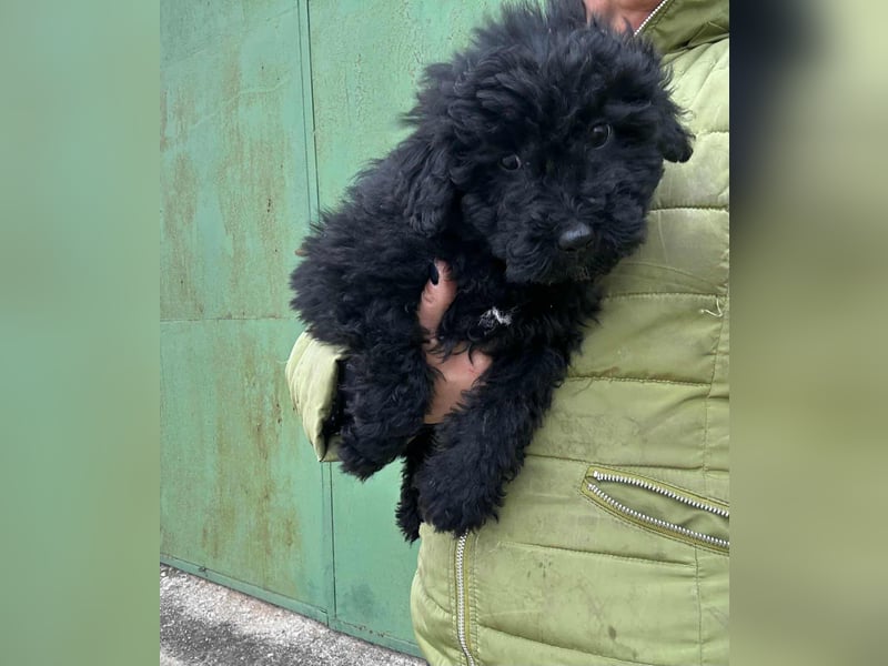 Cooper, geboren 04.09.2025, 20cm sucht seine Menschen