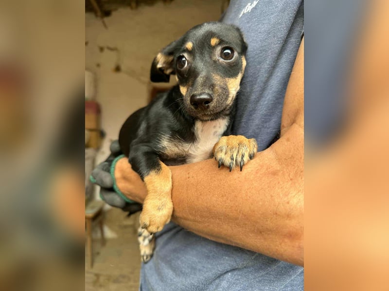 Donna, geboren 02.07.2025 sucht tierliebe Menschen