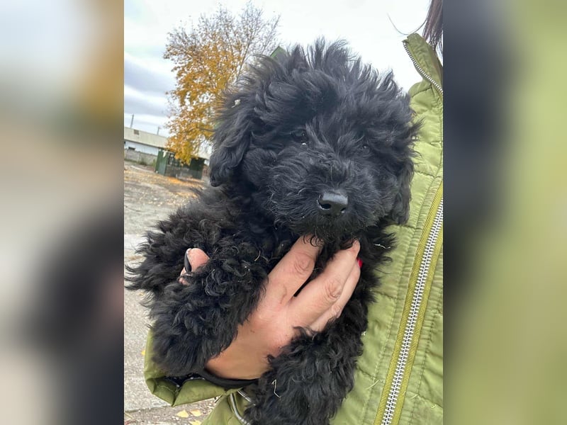 Luca, geboren 04.09.2025, 20cm sucht ihr Körbchen