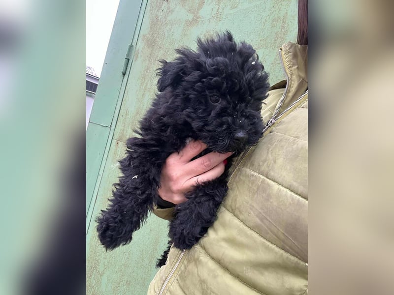 Virag, geboren 04.09.2025, 19cm sucht ihre Chance