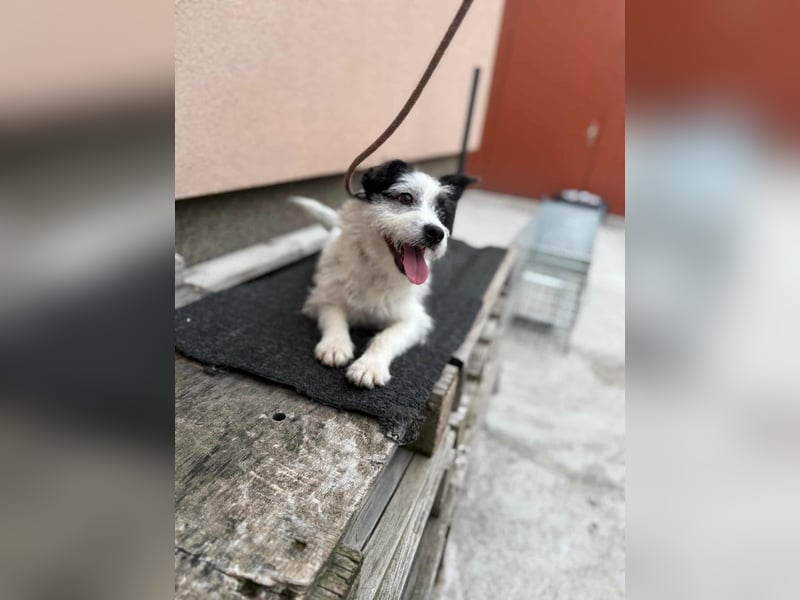 Lulu, geboren 10.04.2024, 27cm sucht ihr Körbchen