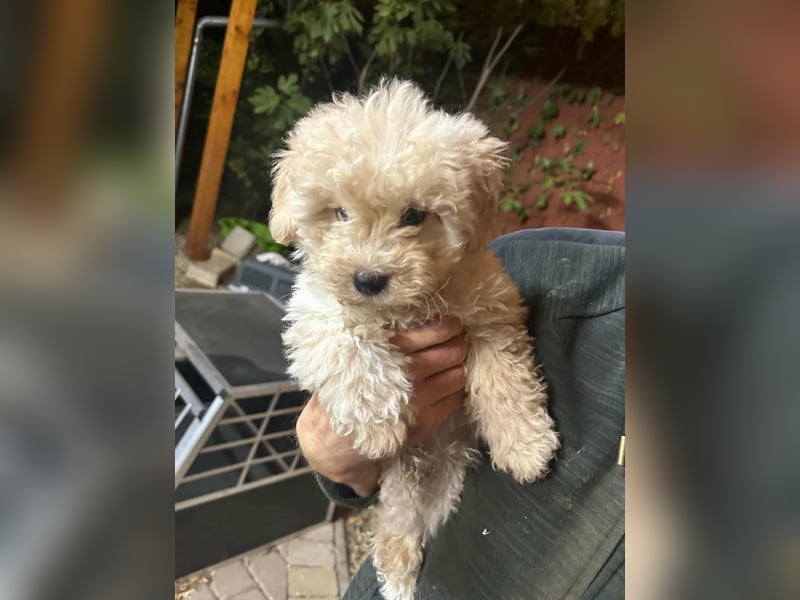 Teddy, geboren 04.09.2025, 20cm sucht sein Körbchen