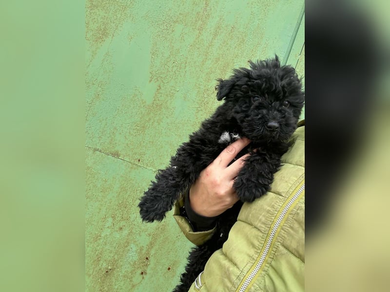 Virag, geboren 04.09.2025, 19cm sucht ihre Chance