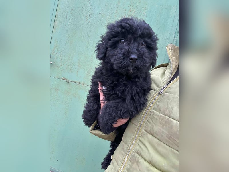 Cooper, geboren 04.09.2025, 20cm sucht seine Menschen