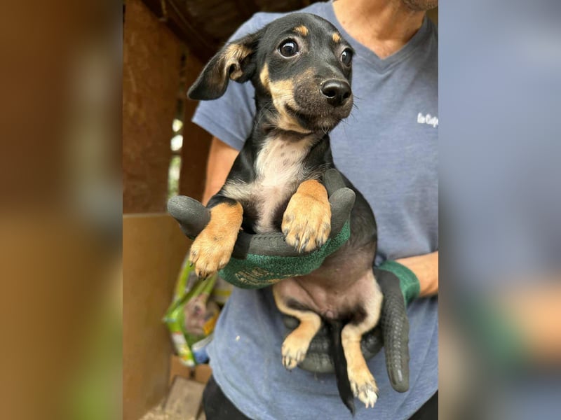 Donna, geboren 02.07.2025 sucht tierliebe Menschen