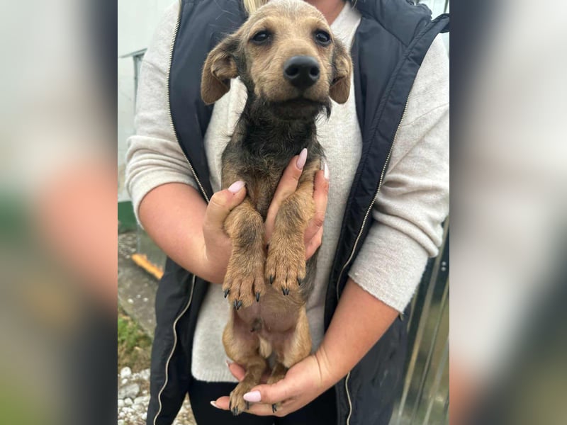 Soma, geboren 02.07.2025, 24cm sucht sein Zuhause (Pflegestelle Deutschland)