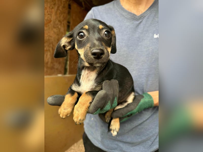Donna, geboren 02.07.2025 sucht tierliebe Menschen