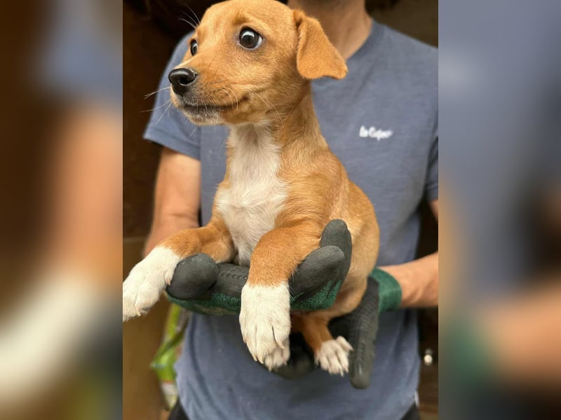 Dolly, geboren 02.07.2025 sucht ihr Zuhause